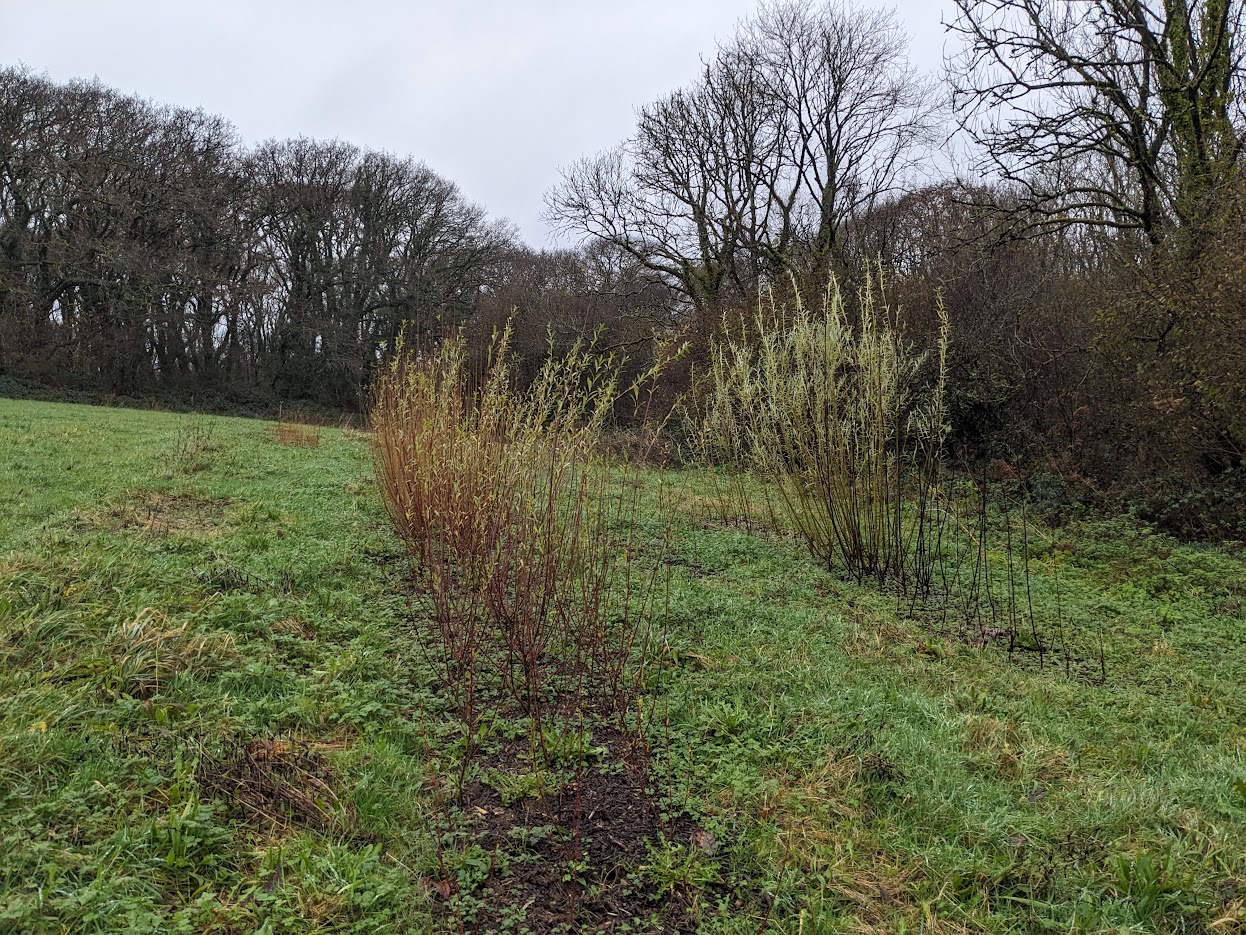 Willow being grown in our willow beds